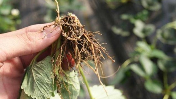 黄腐酸钾的作用及机理：刺激植物根系生长和对养分的吸收